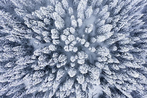 Winter forest patterns. Forest covered with snow top down view. Winter forest background.