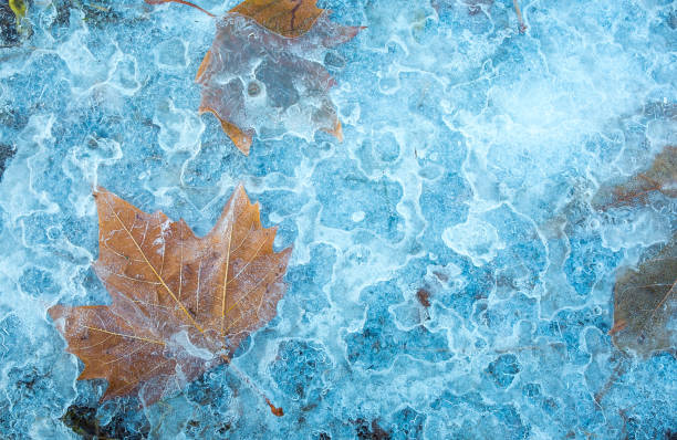 vintern. underkylt regn. gula lönnlöv frysta i is. höst- och vinterbakgrund. ett mönster av gula blad på den isiga ytan. - frozen leaf bildbanksfoton och bilder