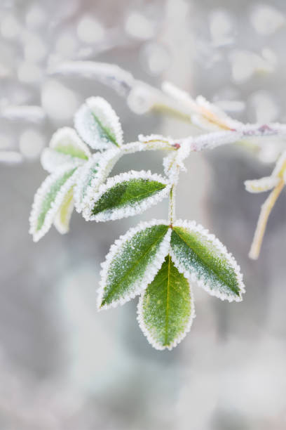 vinterfrostrosblad foto - frozen leaf bildbanksfoton och bilder