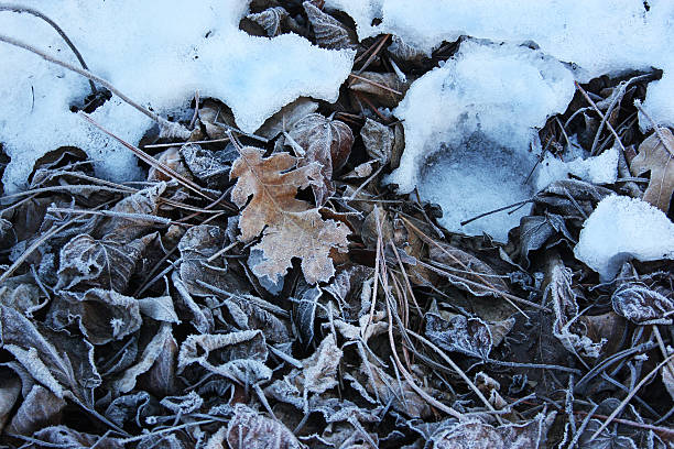 Winter Frosted Leaves stock photo