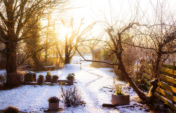 Winter garden Beautiful early morning garden in winter in the Netherlands winter lawncare stock pictures, royalty-free photos & images