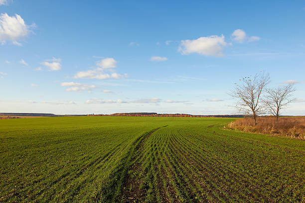 Winter grain crops green field background and two trees stock photo
