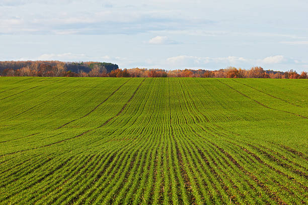 Winter grain crops green field background - distant shot stock photo