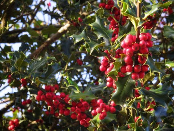 Winter Holly Bush Bright red berries grow amongst spiky Holly leaves. A blue winter sky is visible through the foliage. nature reserve stock pictures, royalty-free photos & images
