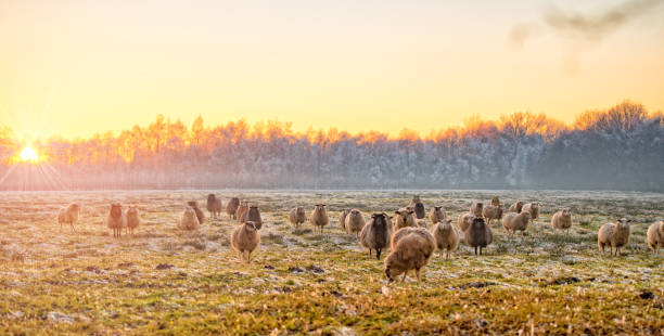 Photo of Winter in East Frisia