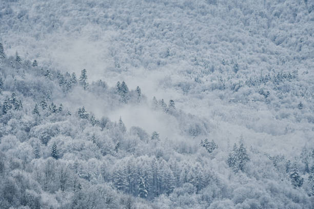 Winter in the Bieszczady Mountains. Poland Beautiful snow-covered trees in the forest bieszczady mountains stock pictures, royalty-free photos & images