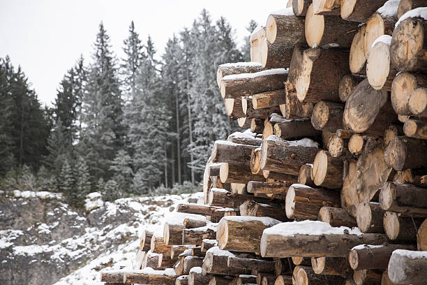 Winter is the time for logging stock photo