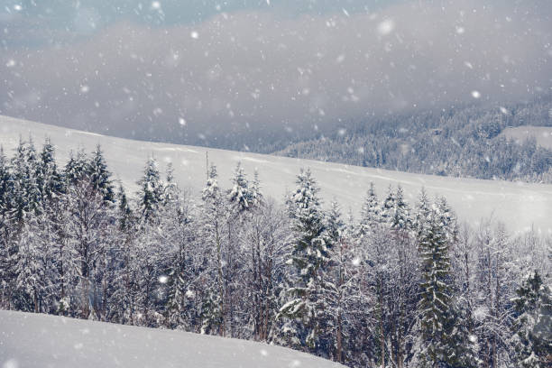 Winter landscape mountain fir tree under the snow stock photo