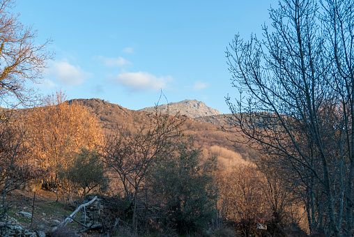 Winter landscape of trees without leaves at the end of autumn with mountains in the background in winter