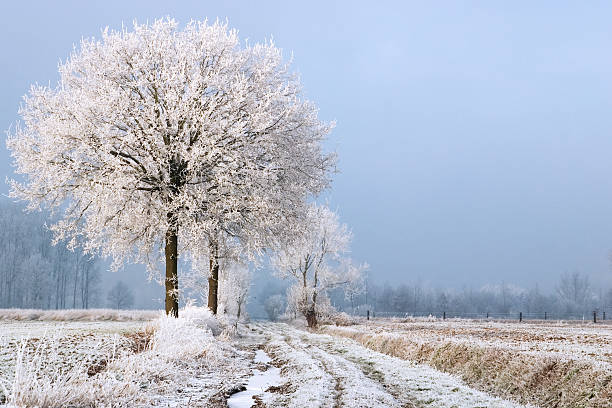 Winter landscape in Belgium. Frosty, but no snow...