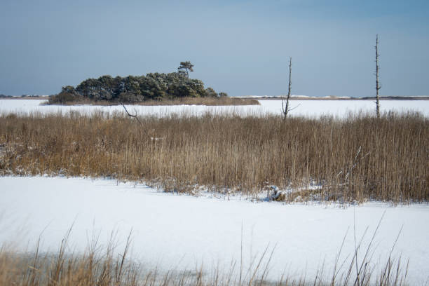 erbe paludine invernali e acqua coperta di neve - de winter foto e immagini stock