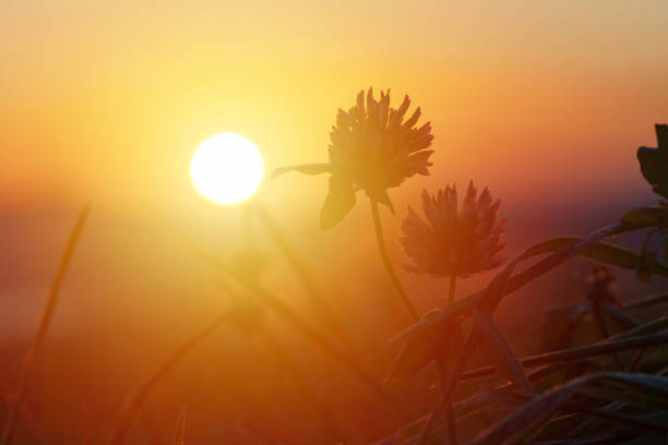 Winter meadow at sunrise, flowers and grass lit by morning sun stock photo