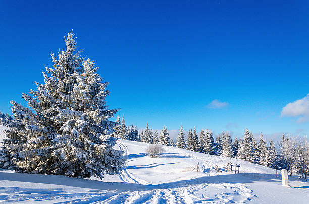 Winter mountain landscape with lots of snow trees stock photo