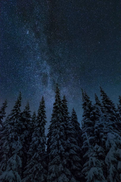Winter night landscape stock photo