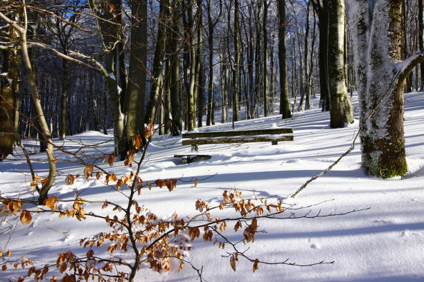 winter op de kreuzberg in de rhön - berlin snow stockfoto's en -beelden