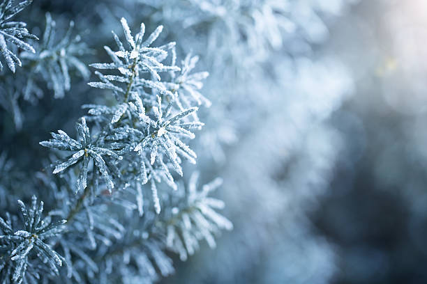 Winter Close up of frosted pine branch with copy space christmas tree close up stock pictures, royalty-free photos & images