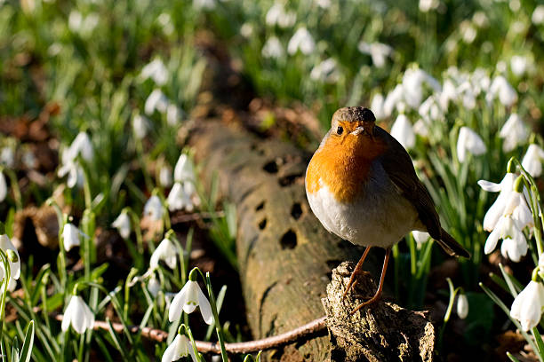 Winter robin amongst some snowdrops stock photo