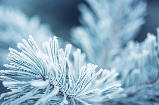 Winter scene - snow falling on frosted pine branches covered with snow on blurred background