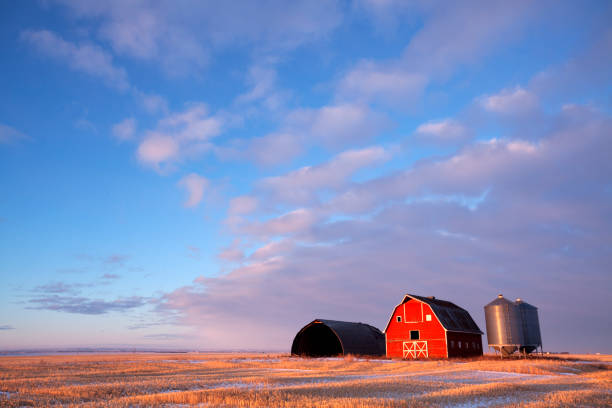 Winter Scene  Red Barn Saskatchewan Prairie Canada Low light hitting the barn, light is just skimming across the field. Saskatchewan , Canada. Image taken from a tripod. agricultural building stock pictures, royalty-free photos & images
