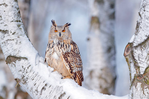 Winter scene with Big Eastern Siberian Eagle Owl, Bubo bubo sibiricus, sitting in the birch tree with snow in the forest. stock photo