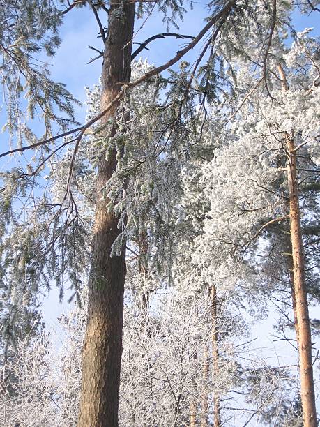 Winter scenery stock photo