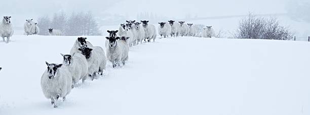 Winter Sheep In Line stock photo