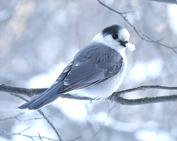 un oiseau Martin 02 janvier trouvé   par  Ajnc Winter-snacking-picture-id535850513?k=20&m=535850513&s=612x612&w=0&h=zRYZcMut_RHcFwmcdvvTuYzpRnWncl30VrfwRkL6wd8=