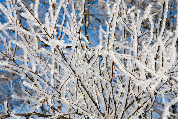 Winter snow branch stock photo
