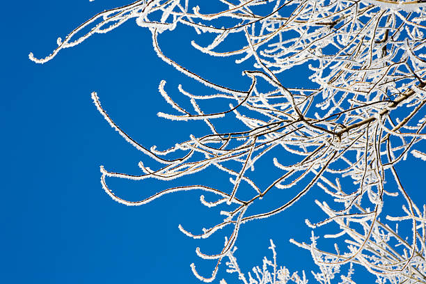 Winter snow branch with copyspace stock photo