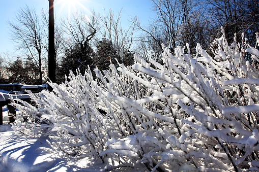 A thick layer of winter snow covering wild bushes and branches at Mont Royal, Montreal, Canada. The sun shines bright in the blue sky. This is a typical sunny day during the winters in Montreal.
