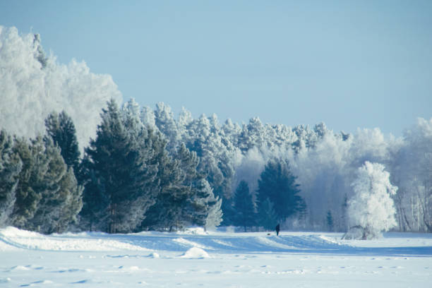 Winter snow forest background. Landscapes and cold nature and snowy...