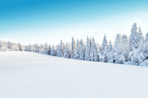Winter snowy forest with meadow and blue sky