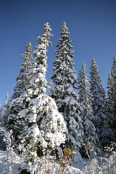 Winter spruces stock photo