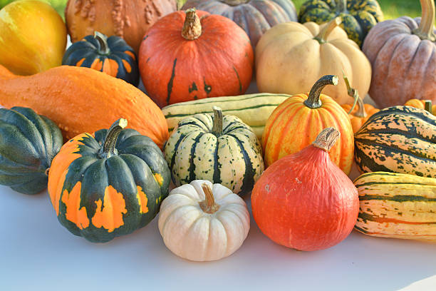 Winter squash collection Winter squash collection. Autumn decoration squash vegetable stock pictures, royalty-free photos & images