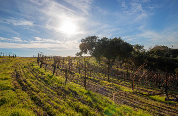 Winter sun over vineyard in Central California United States stock photo