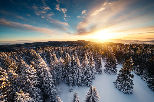 Idyllic winter landscape with snowcapped trees at sunrise.