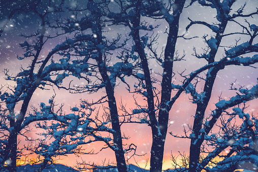 Amazing winter sunset over bare tree, covered in snow