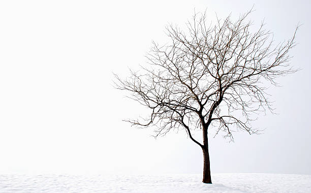 Winter tree stock photo