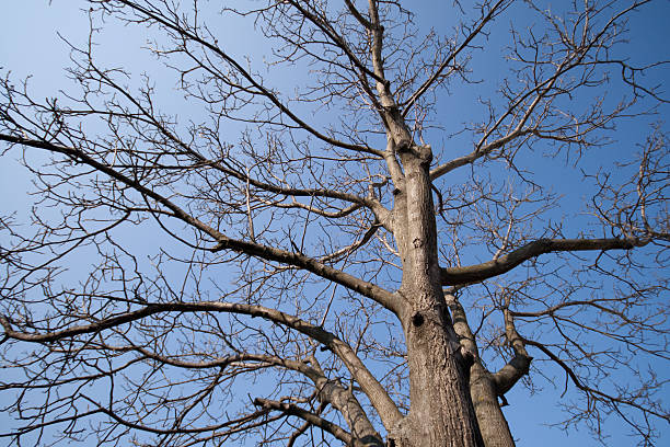 Winter tree stock photo