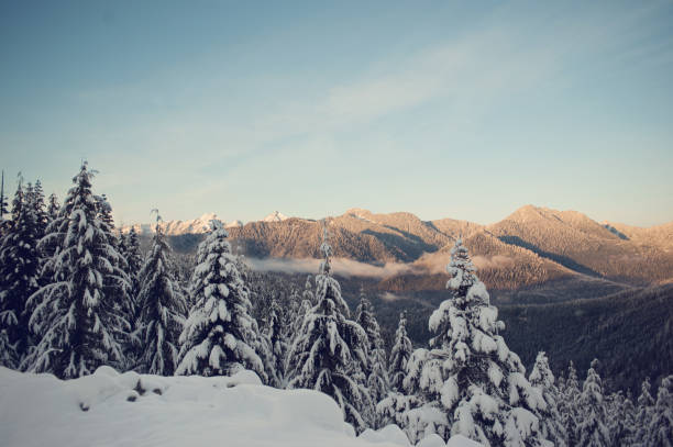 Winter trees in the mountains stock photo