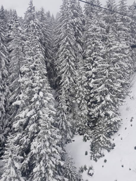winterbäume an den alpen - alpen unscharf winter stock-fotos und bilder