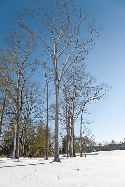 alberi invernali - de winter foto e immagini stock