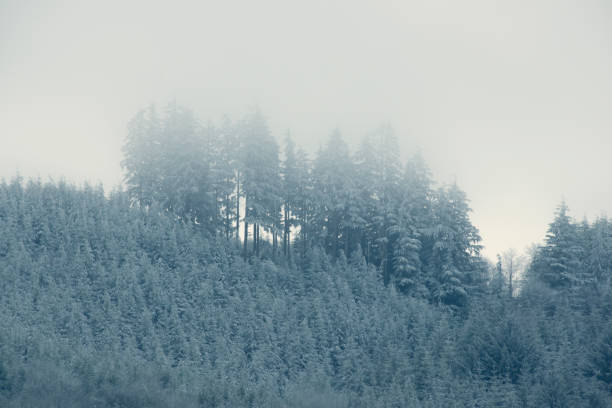 Winter Trees stock photo