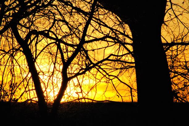 冬季樹木剪影 - 與發光的黃金清晨冬季日出的背景 - josip skoblar 個照片及圖片檔