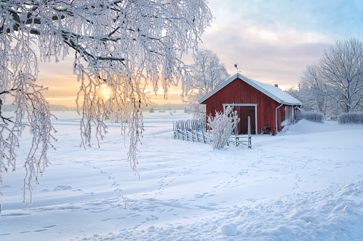 Winter view of a red barn at sunset in Rusko, Finland. Trees covered with snow.