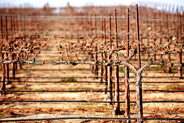 Winter Vines stock photo