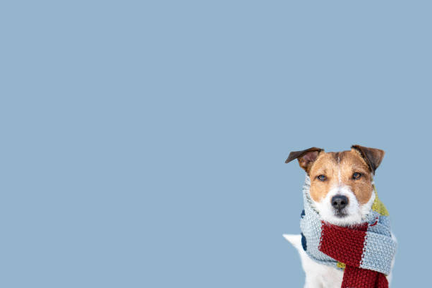 Winter weather background with dog in warm scarf ready for cold temperatures and extreme weather stock photo