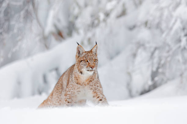 Winter wildlife in Europe. Lynx in the snow, snowy forest in December. Wildlife scene from nature, Germany. stock photo