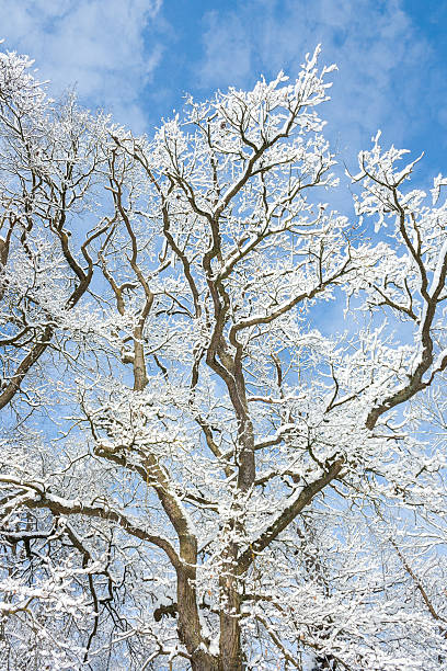 winter wonder land - snow tree stock photo