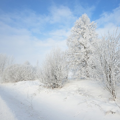 Winter wonderland landscape with snow and rime covered bushes